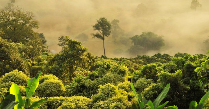 Forêt amazonienne